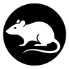 Rat